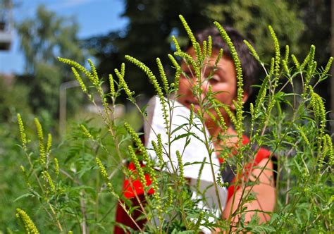 Ragweed Is Blooming All Over In Kansas City