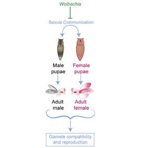A Wolbachia Sensitive Communication Between Male And Female Pupae