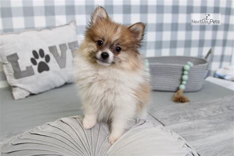 Phillip Pomeranian Puppy For Sale Near Atlanta Georgia 9549773e F131