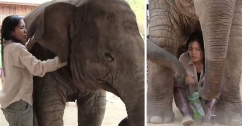 heart melting video of an elephant kissing his human friend small joys