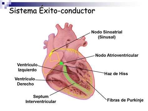 Ppt Corazón Anatomía Y Función Powerpoint Presentation Free Download Id5350623