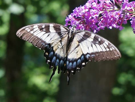 Swallowtail Do Tigre Arbusto De Foto Gratuita No Pixabay Pixabay