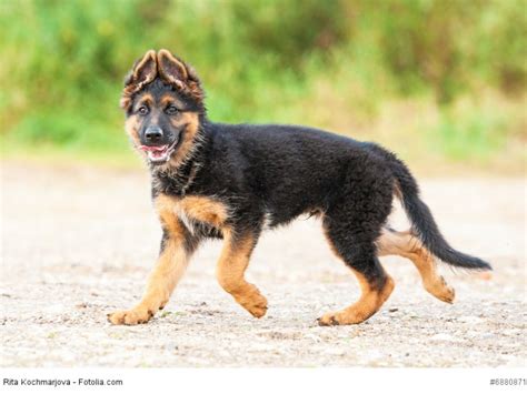 Deutscher Sch Ferhund Steckbrief Fci Klasse Wesen Haustiermagazin