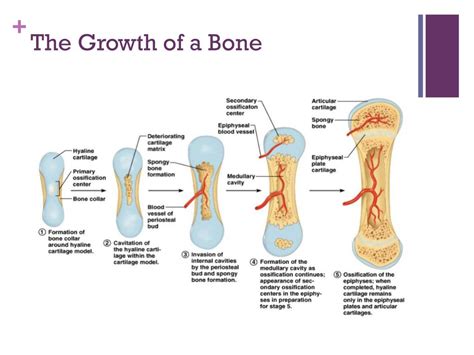 PPT - Them Bones, them bones, them delicious bones! PowerPoint Presentation - ID:2624787