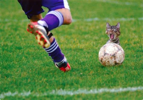 Cat Soccer Ball Postcard From Astrid In Itzehoe Germany Imagens