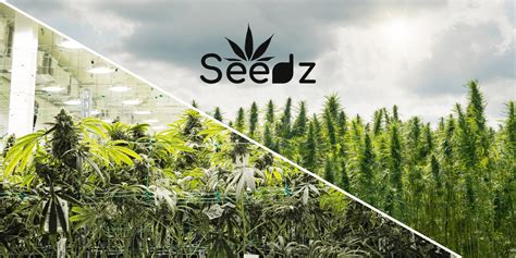 Seedz Indoor Vs Outdoor Cannabis Growing In Malta