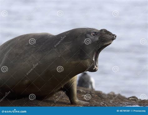 Screaming Sea Lion In Antarctica Stock Image Image Of Mouth Marine