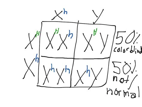 Colorblind Punnett Square Science Showme
