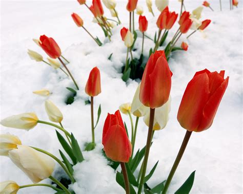 Tulips In The Snow Photograph By Steven Milner