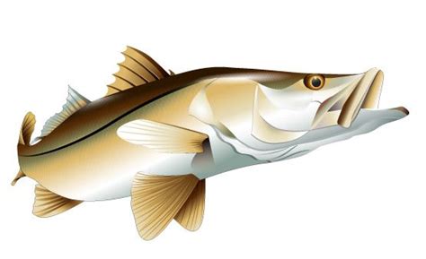 Full Color Realistic Vector Illustration Of A Snook Fish