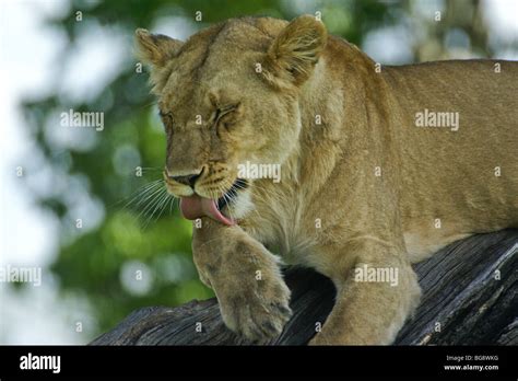 African Lioness Licking Her Paw Masai Mara Kenya Stock Photo Alamy