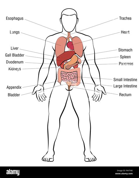 Los órganos Internos El Cuerpo Masculino Esquema Anatomía Humana Ilustración Sobre Fondo