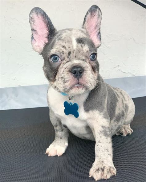 French Bulldog Blue Merlefrenchie Puppies For Sale