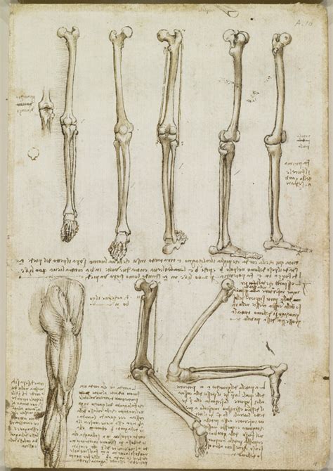 A Rare Glimpse Of Leonardo Da Vincis Anatomical Drawings Brain Pickings
