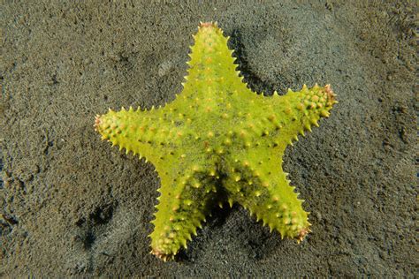 Cushion Sea Star Oreaster Reticulatus Stock Image C0065734