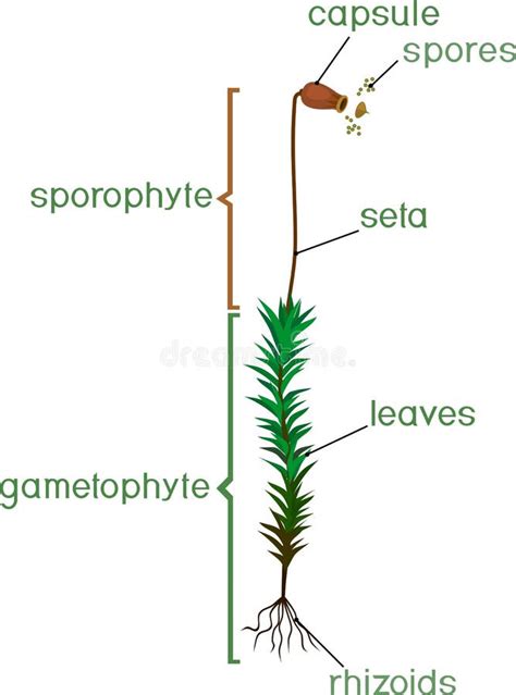 Moss Life Cycle Diagram Of A Life Cycle Of A Common Haircap Moss Stock