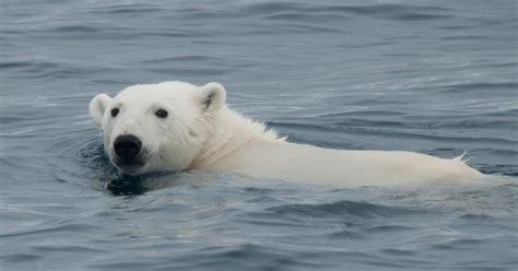 Drowning Polar Bears Scientist Settles Doi Case Guardian Liberty Voice