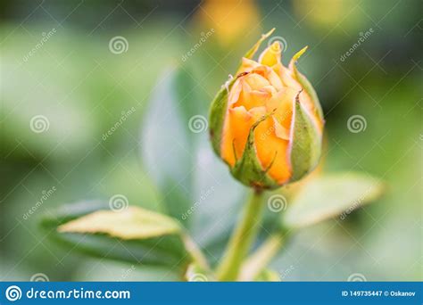Tender Yellow Rosebud In The Garden Close Up Stock Image Image Of