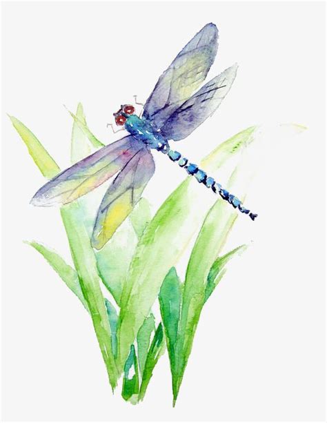 Watercolor Dragonfly Dragonfly Painting Watercolor Dragonfly