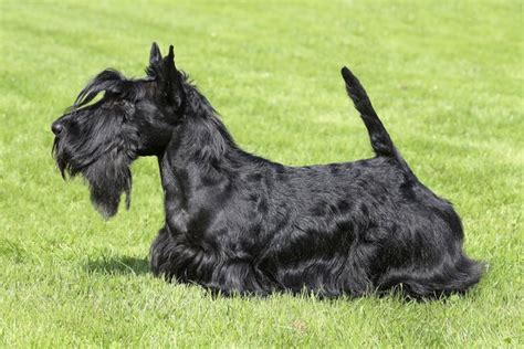 Basic Haircuts For A Scottish Terrier Dog Care Daily Puppy
