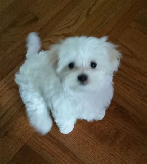 Maltese Breed, Maltese Puppy, Pet Puppy, Maltese Puppies For Sale, Baby
