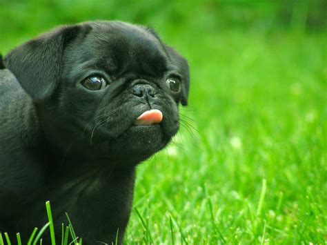 In addition, friends, family, the vet, and more may struggle with learning your dog's name. Rules of the Jungle: Pug puppies