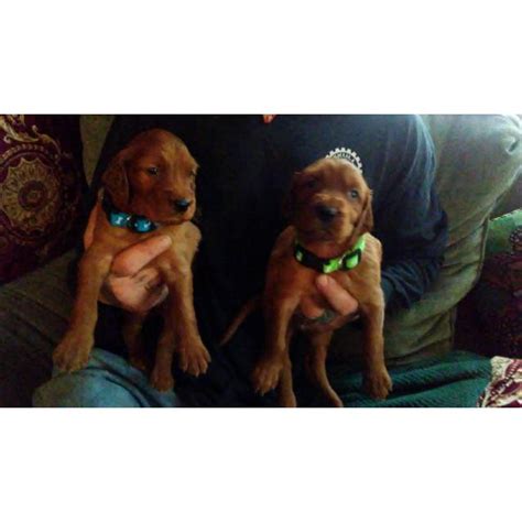 5 Beautiful Irish Setter Puppies For Sale In Willows