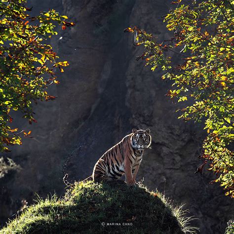 Stunning Photographs Of Wild Animals By Marina Cano Demilked