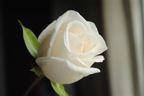 White Rose Wallpaper Desktop White Single Rose Flowers And Nature