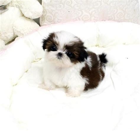 The shihpoo is a designer breed created through the cross of the shih tzu & the poodle breed. Teacup Shih Tzu Puppies For Sale. 50% Off Sale ...
