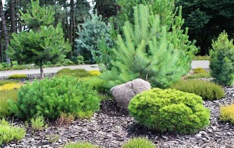 14 Beautiful Pine Tree Landscaping Ideas And Designs For Your Yard