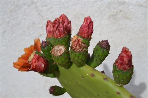 Cactus Cacti Blossom Free Photo On Pixabay Pixabay
