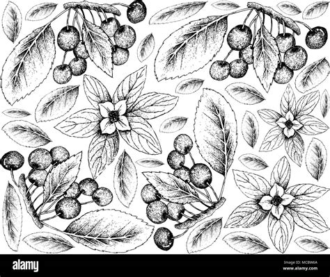 Berry Fruit, Illustration Wallpaper Background of Hand Drawn Sketch of ...