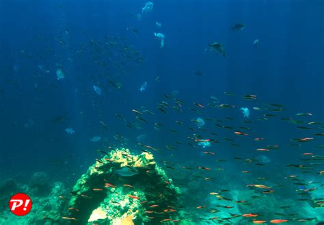 Underwater World Coral Reefs Of Thailand Img3456b2s Flickr