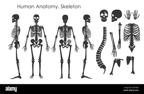 Vector Illustration Set Of Human Bones Skeleton In Silhouette Style