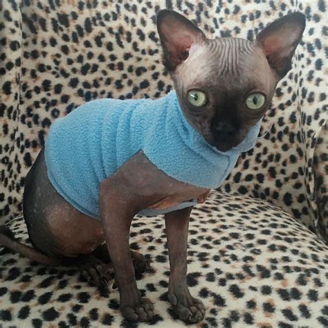 Adorable Sphynx Cat Looks Like A Baby Bat Our Funny
