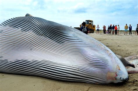 Whale Known As ‘ladders Washes Ashore On Cape Cod The Boston Globe