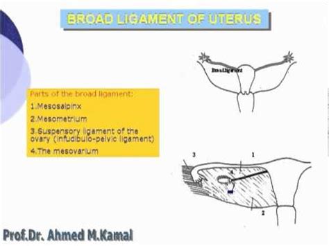 Uterus and right broad ligament, seen from behind. 25 Broad Ligament Of Uterus - YouTube