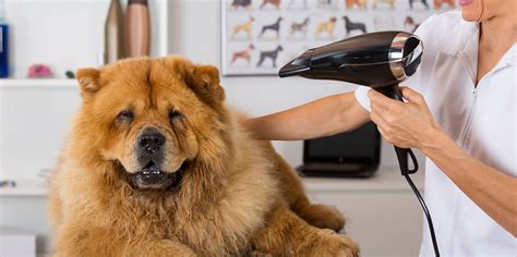 View pharmacy hours, refill prescriptions online and get directions to walgreens. Dog Grooming salon in Palm Bay & Melbourne, Pet Groomers