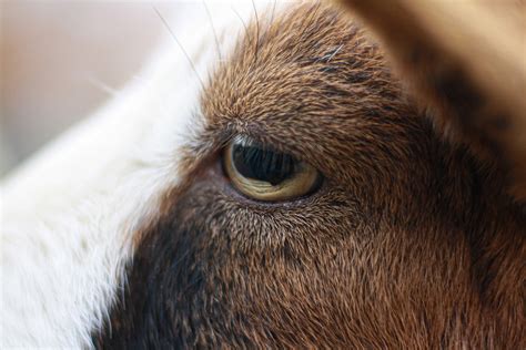 An Animals Eyes Have The Power To Speak A Great Language Foto And Bild