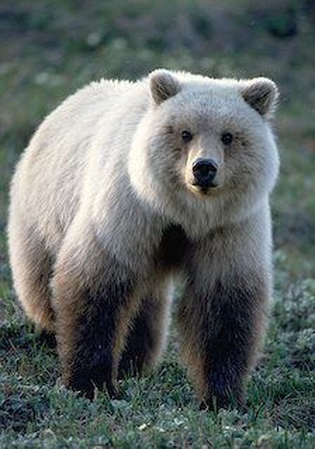 It Looks Like A Pizzly Bear Which Is The Hybrid Offspring