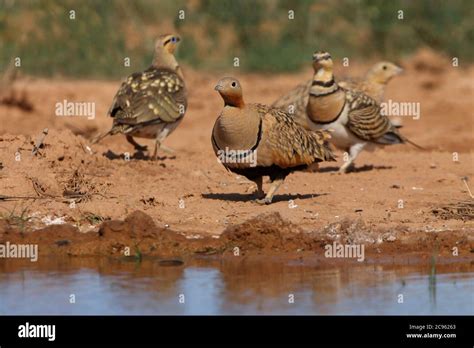 Black Bellied Sandgrouse And Pin Tailed Sandgrouse At A Water Point In