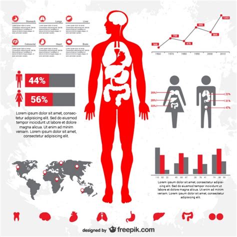 Human Body Infographic Free Vectors Ui Download