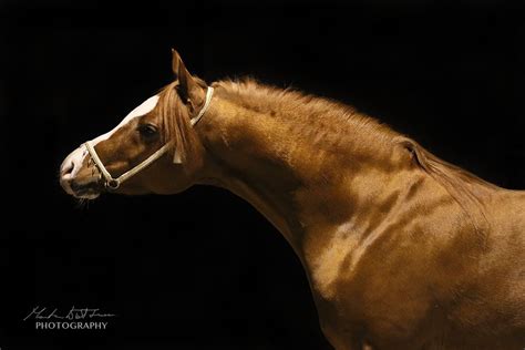 Gold Arabian Stallion Photographer Marta Wołtosz Pl Araber