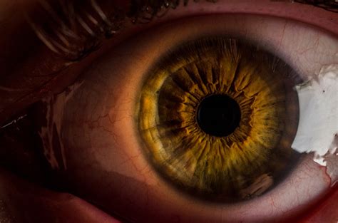 Very Close Up Shot Of A Human Brown Eye Stock Photo Download Image
