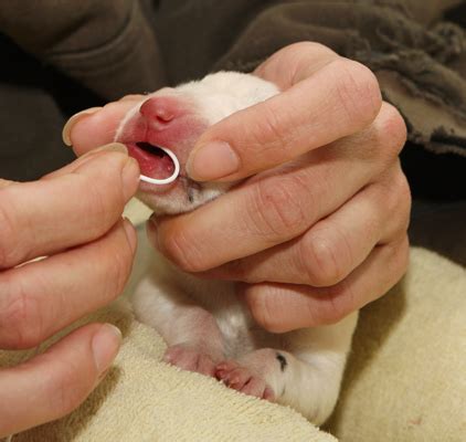 Feed the tube into the puppy's mouth. Breeding/Puppies | Foto Danes