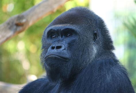 Pros and Cons of Keeping Wild Animals as Pets - Animal Sake