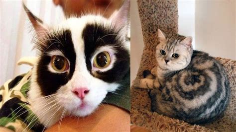 The most common thing i saw in shelter cats was that they constantly went outside the box. 16 Cats With The Most Unique Fur Markings
