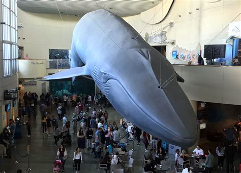 Whale Sculpture At The Aquarium Of The Pacific Long Beach Ca