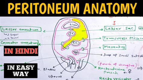 Peritoneum Anatomy Lesser Sac Greater Sac Abdomen Anatomy Youtube